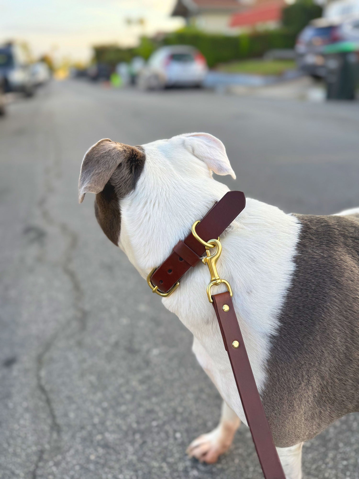 Dog Collars & Leashes